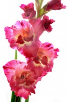 Gladiolus - by one